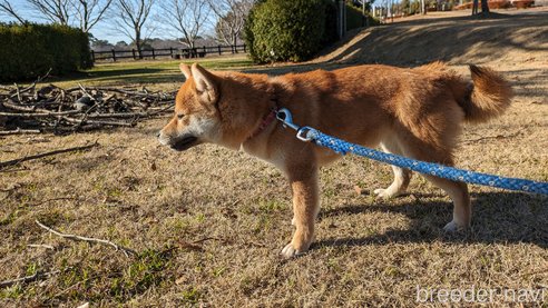 成約済の熊本県の豆柴-282436の8枚目