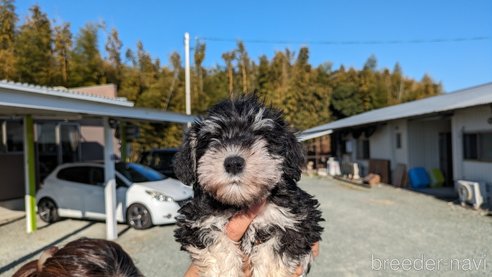 成約済の熊本県のミニチュアシュナウザー-282486の4枚目