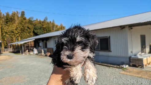 成約済の熊本県のミニチュアシュナウザー-282486の2枚目