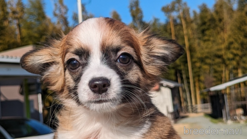 成約済の熊本県のミックス犬-282430の1枚目