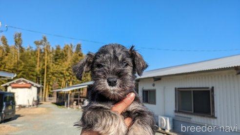 成約済の熊本県のミニチュアシュナウザー-282487の2枚目