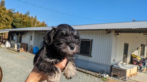 成約済の熊本県のミニチュアシュナウザー-282488の14枚目