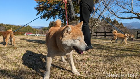 成約済の熊本県の豆柴-283954の7枚目