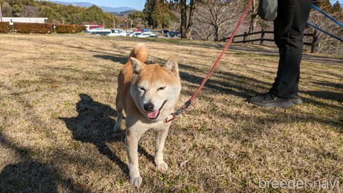 成約済の熊本県の豆柴-283954の8枚目