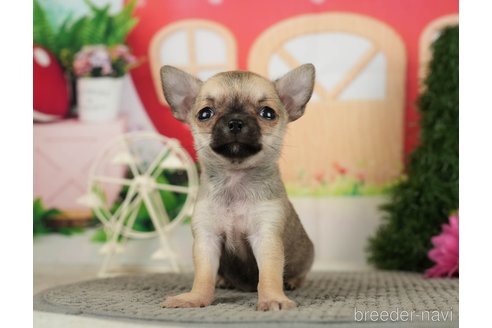 成約済の千葉県のチワワ(スムースコート)-287067の7枚目