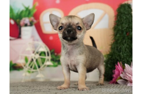 成約済の千葉県のチワワ(スムースコート)-287067の8枚目