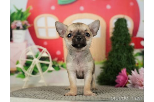 成約済の千葉県のチワワ(スムースコート)-287067の4枚目