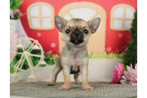 成約済の千葉県のチワワ(スムースコート)-287067の5枚目