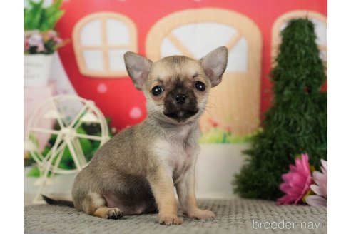 成約済の千葉県のチワワ(スムースコート)-287067の6枚目