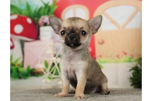 成約済の千葉県のチワワ(スムースコート)-287067の2枚目