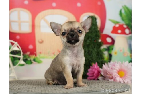 成約済の千葉県のチワワ(スムースコート)-287067の3枚目