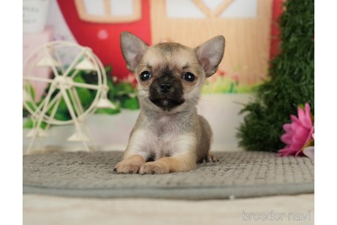 成約済の千葉県のチワワ(スムースコート)-287067の1枚目