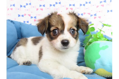 成約済の千葉県のミックス犬-281409の8枚目