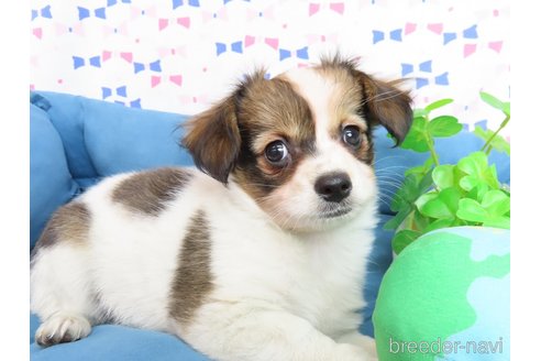 成約済の千葉県のミックス犬-281409の7枚目