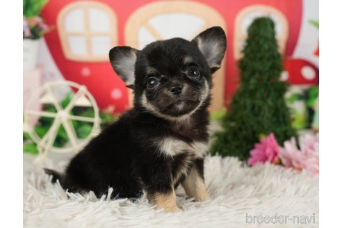 成約済の千葉県のチワワ(ロングコート)-287070の9枚目