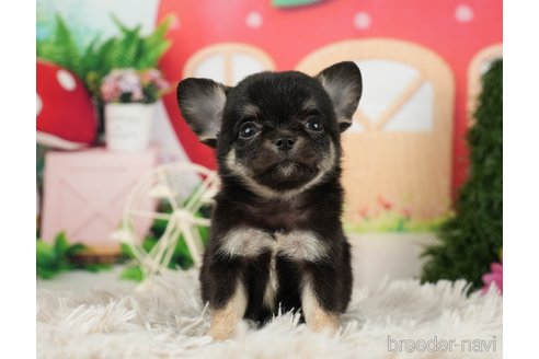 成約済の千葉県のチワワ(ロングコート)-287070の8枚目