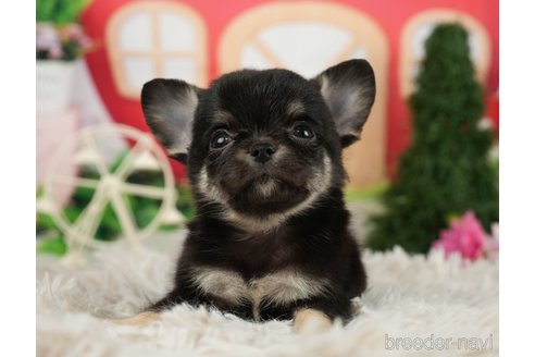 成約済の千葉県のチワワ(ロングコート)-287070