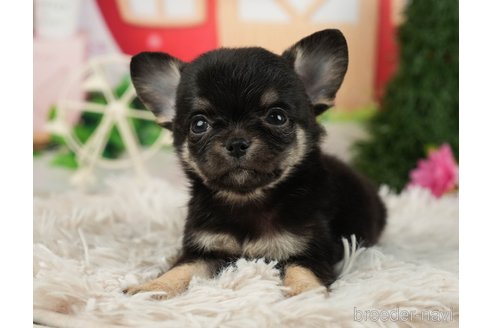 成約済の千葉県のチワワ(ロングコート)-287070の5枚目