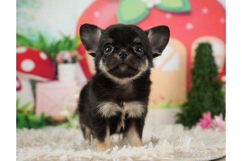 成約済の千葉県のチワワ(ロングコート)-287070の6枚目