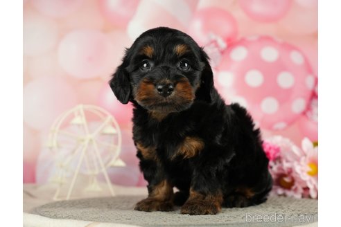 成約済の千葉県のダップー:ミニチュアダックスフンド×トイプードル-287073の7枚目