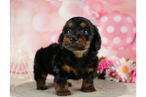 成約済の千葉県のダップー:ミニチュアダックスフンド×トイプードル-287073の1枚目