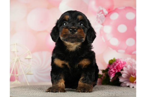 成約済の千葉県のダップー:ミニチュアダックスフンド×トイプードル-287073の6枚目