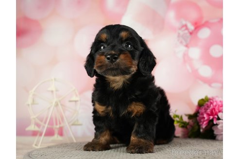 成約済の千葉県のダップー:ミニチュアダックスフンド×トイプードル-287073の5枚目