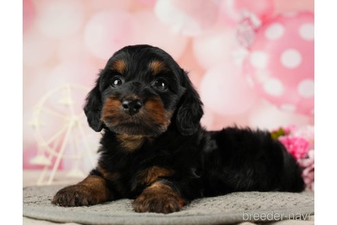 成約済の千葉県のダップー:ミニチュアダックスフンド×トイプードル-287073の4枚目