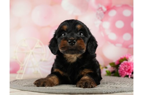 成約済の千葉県のダップー:ミニチュアダックスフンド×トイプードル-287073の2枚目