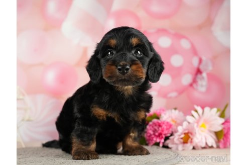 成約済の千葉県のダップー:ミニチュアダックスフンド×トイプードル-287073の3枚目