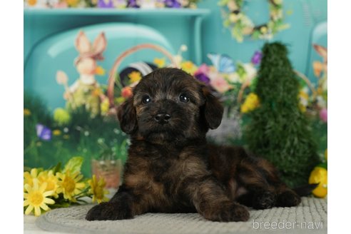 成約済の千葉県のダップー:ミニチュアダックスフンド×トイプードル-287075の1枚目