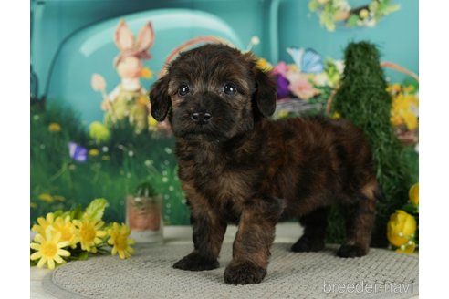 成約済の千葉県のダップー:ミニチュアダックスフンド×トイプードル-287075の9枚目