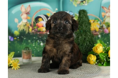 成約済の千葉県のダップー:ミニチュアダックスフンド×トイプードル-287075の6枚目