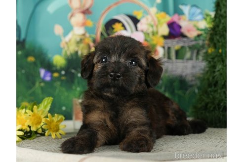 成約済の千葉県のダップー:ミニチュアダックスフンド×トイプードル-287075の7枚目