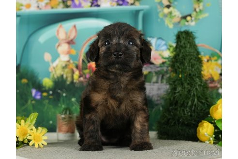 成約済の千葉県のダップー:ミニチュアダックスフンド×トイプードル-287075の8枚目