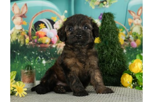 成約済の千葉県のダップー:ミニチュアダックスフンド×トイプードル-287075の5枚目