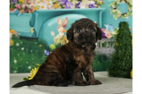 成約済の千葉県のダップー:ミニチュアダックスフンド×トイプードル-287075の2枚目