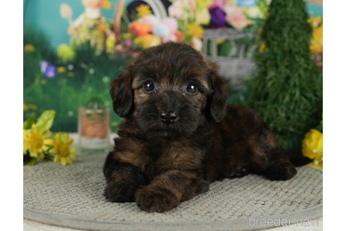 成約済の千葉県のダップー:ミニチュアダックスフンド×トイプードル-287075の3枚目