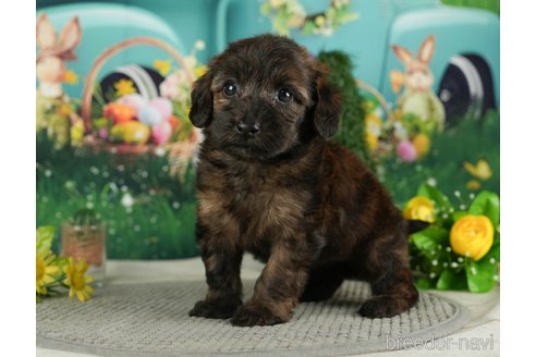 成約済の千葉県のダップー:ミニチュアダックスフンド×トイプードル-287075の4枚目