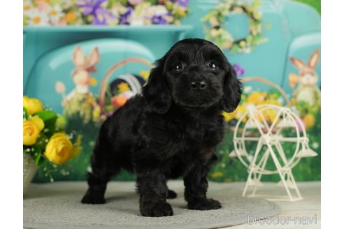 成約済の千葉県のダップー:ミニチュアダックスフンド×トイプードル-287077の9枚目