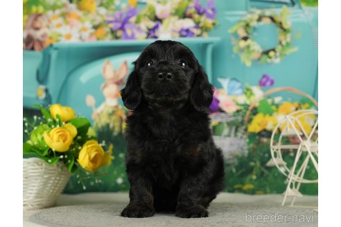 成約済の千葉県のダップー:ミニチュアダックスフンド×トイプードル-287077の10枚目