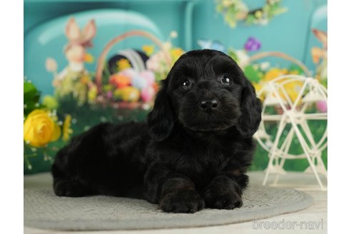 成約済の千葉県のダップー:ミニチュアダックスフンド×トイプードル-287077の6枚目