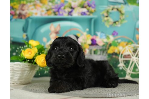 成約済の千葉県のダップー:ミニチュアダックスフンド×トイプードル-287077の7枚目