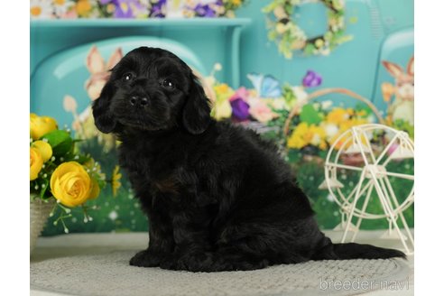 成約済の千葉県のダップー:ミニチュアダックスフンド×トイプードル-287077の8枚目