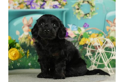 成約済の千葉県のダップー:ミニチュアダックスフンド×トイプードル-287077の1枚目