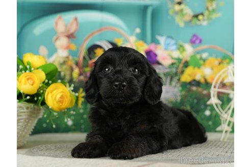 成約済の千葉県のダップー:ミニチュアダックスフンド×トイプードル-287077の5枚目