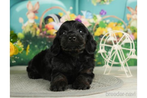 成約済の千葉県のダップー:ミニチュアダックスフンド×トイプードル-287077の4枚目