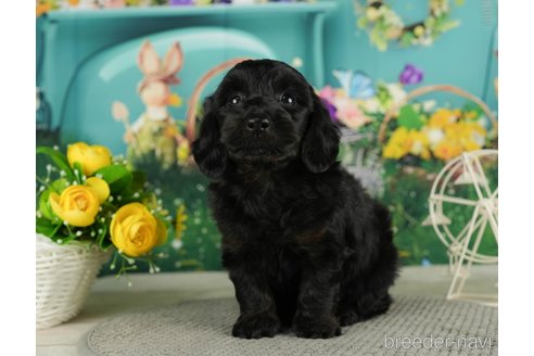 成約済の千葉県のダップー:ミニチュアダックスフンド×トイプードル-287077の2枚目