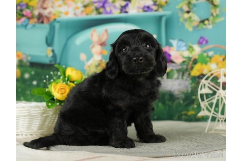 成約済の千葉県のダップー:ミニチュアダックスフンド×トイプードル-287077の3枚目