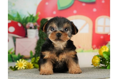 成約済の千葉県のヨークシャーテリア-287080の7枚目